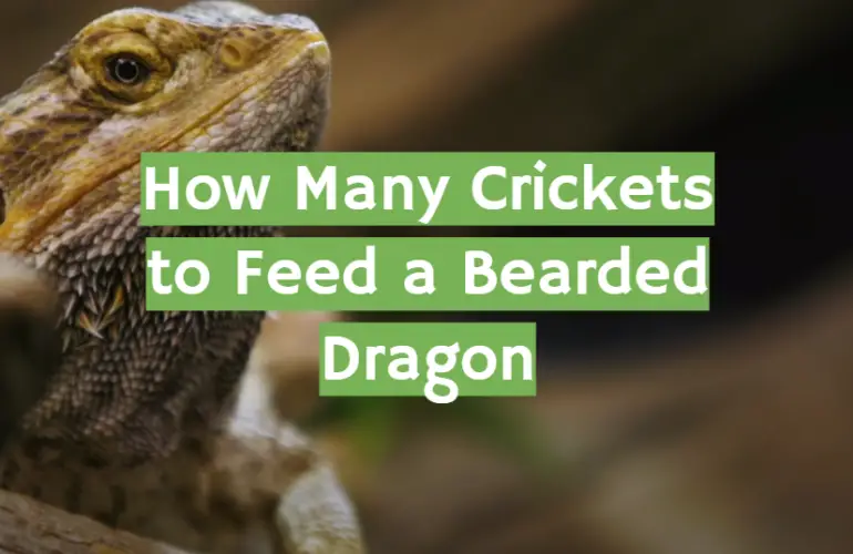 Picture of How Many Crickets to Feed a Bearded Dragon - ReptileProfy