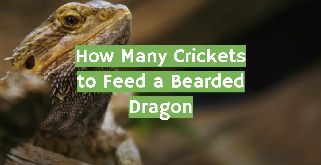 How Many Crickets to Feed a Bearded Dragon