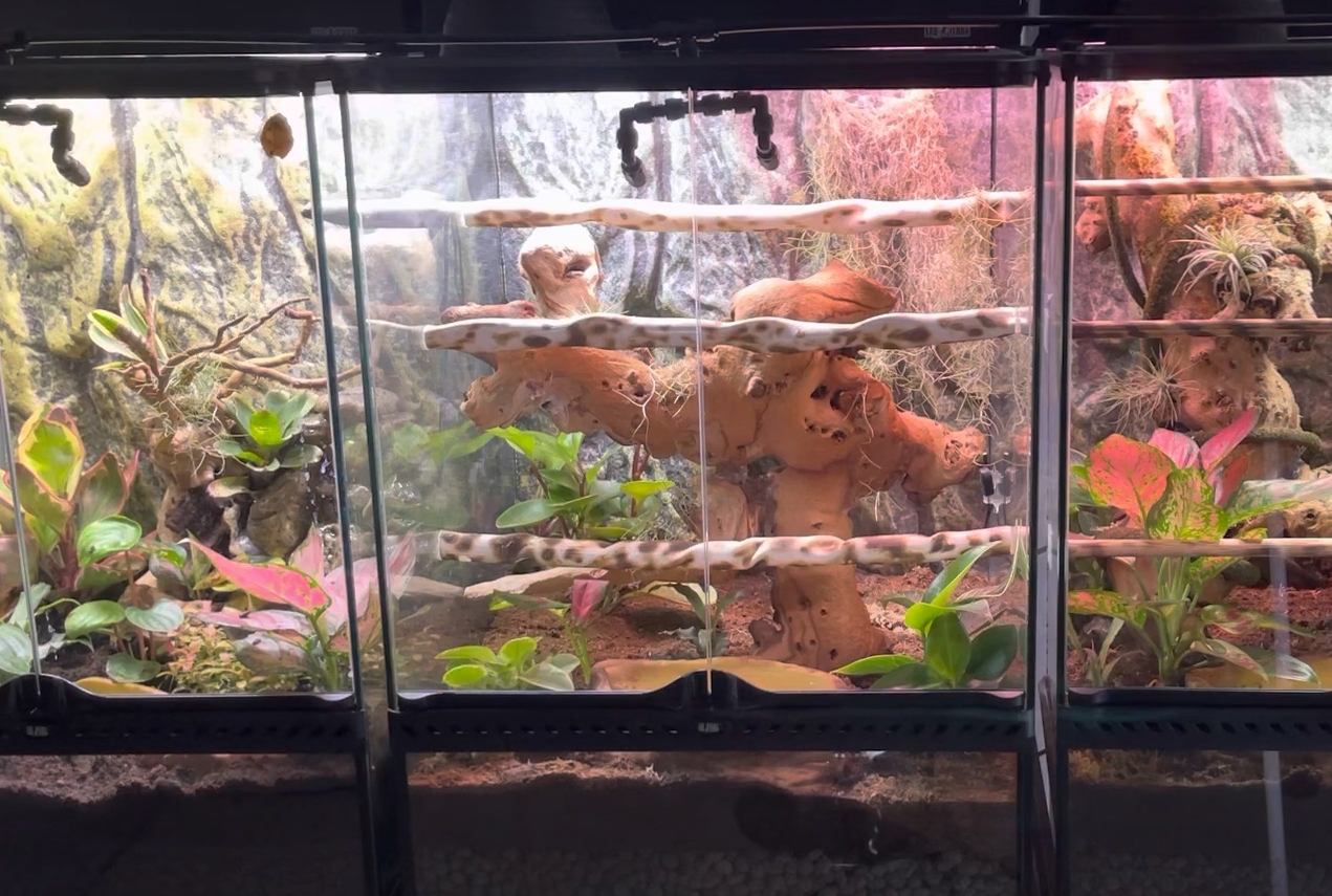 Top 5 Best Reptile Misting Systems [August 2024 Review] ReptileProfy