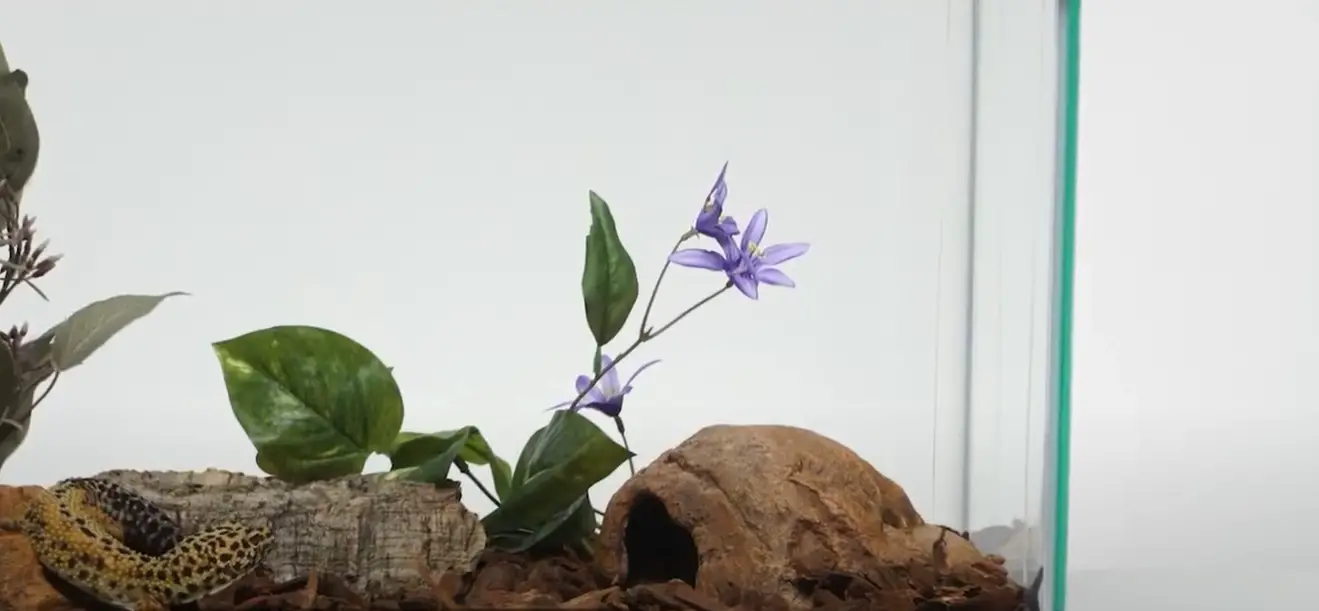 Top 5 Best Reptile Heating Pads [June 2024 Review] ReptileProfy