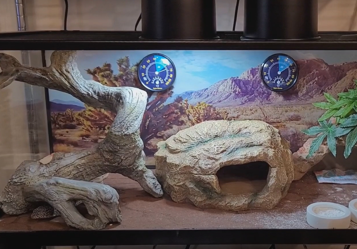 Top 5 Best Reptile Heating Pads [June 2024 Review] ReptileProfy