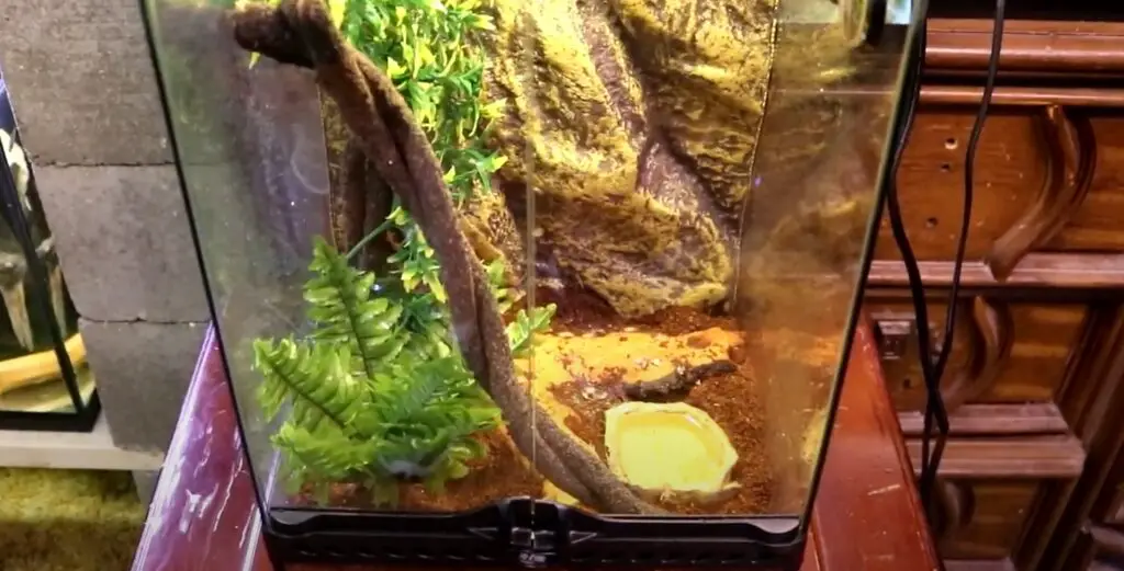 Things to Look Out for in A Good Reptile Terrarium2