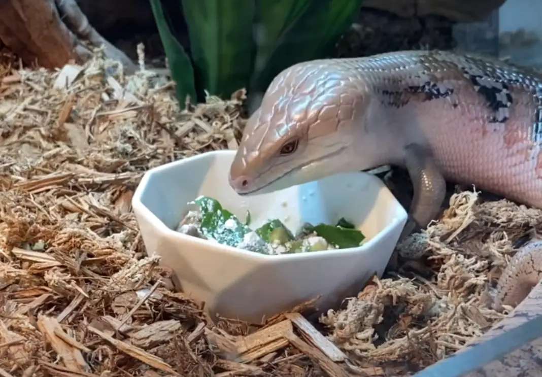 Top 5 Best Bedding Substrates for Corn Snake [May 2023 Review