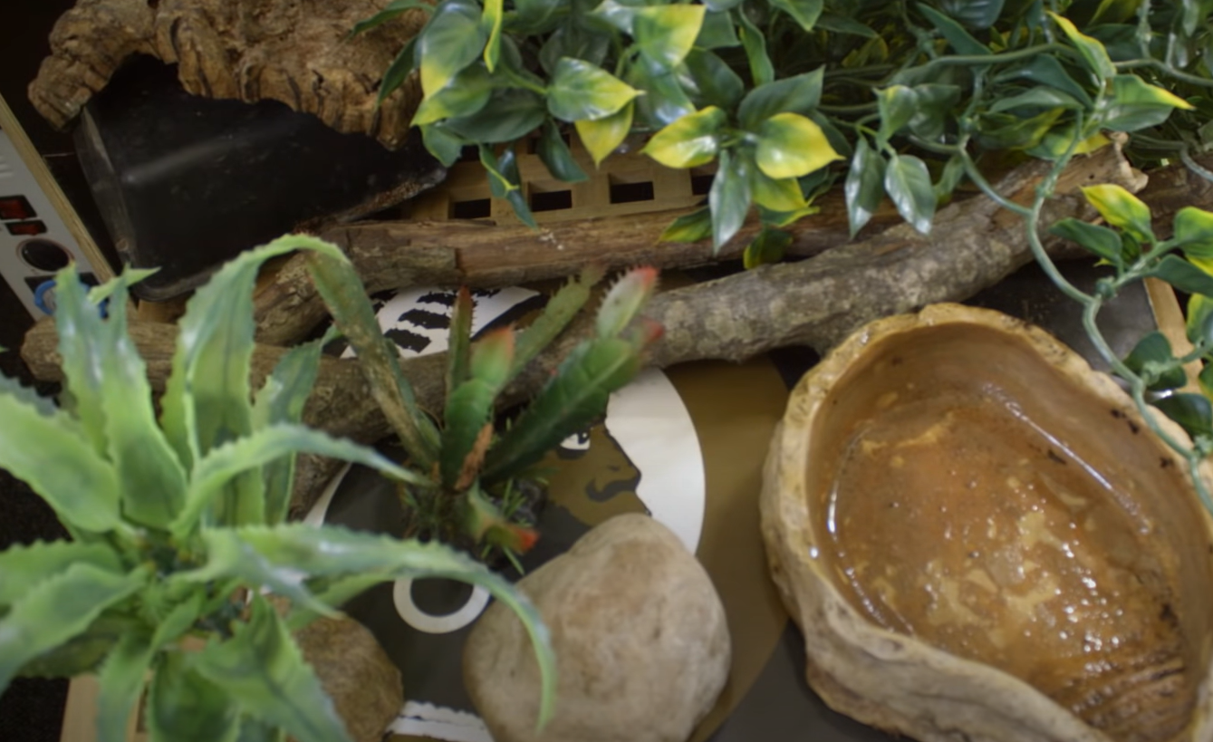 Top 5 Best Plants for Ball Python [May 2024 Review] ReptileProfy