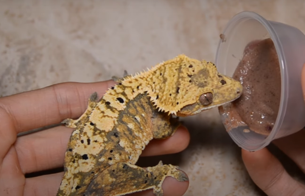 Crested Gecko diet in the wild