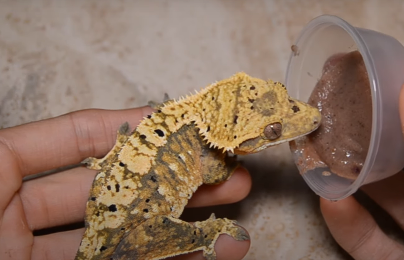 Top 5 Best Crested Gecko Food [June 2024 Review] ReptileProfy