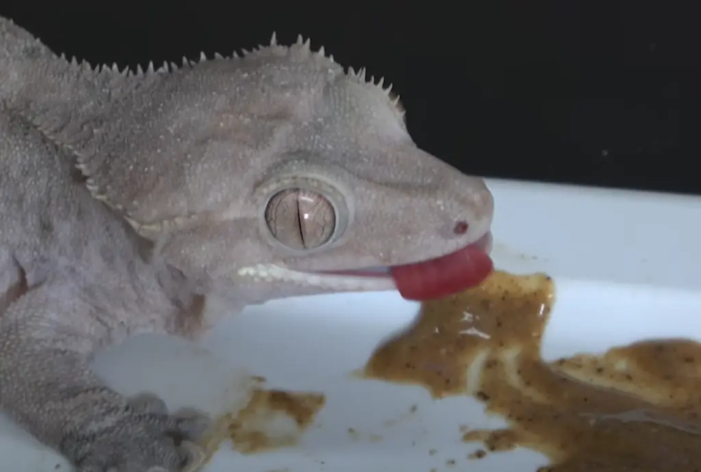 What kind of worms can crested geckos eat?