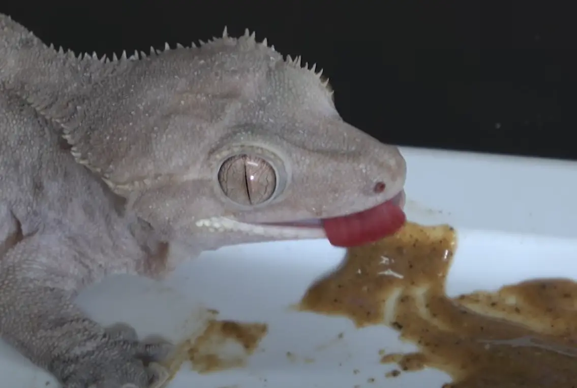 Top 5 Best Crested Gecko Food [June 2024 Review] ReptileProfy