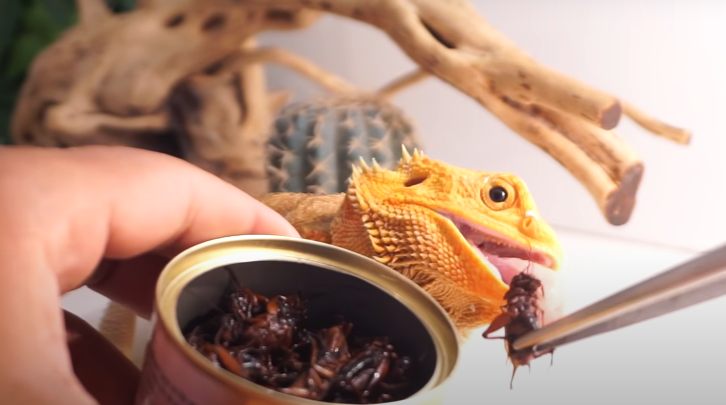 Top 5 Best Crested Gecko Food [June 2024 Review] ReptileProfy