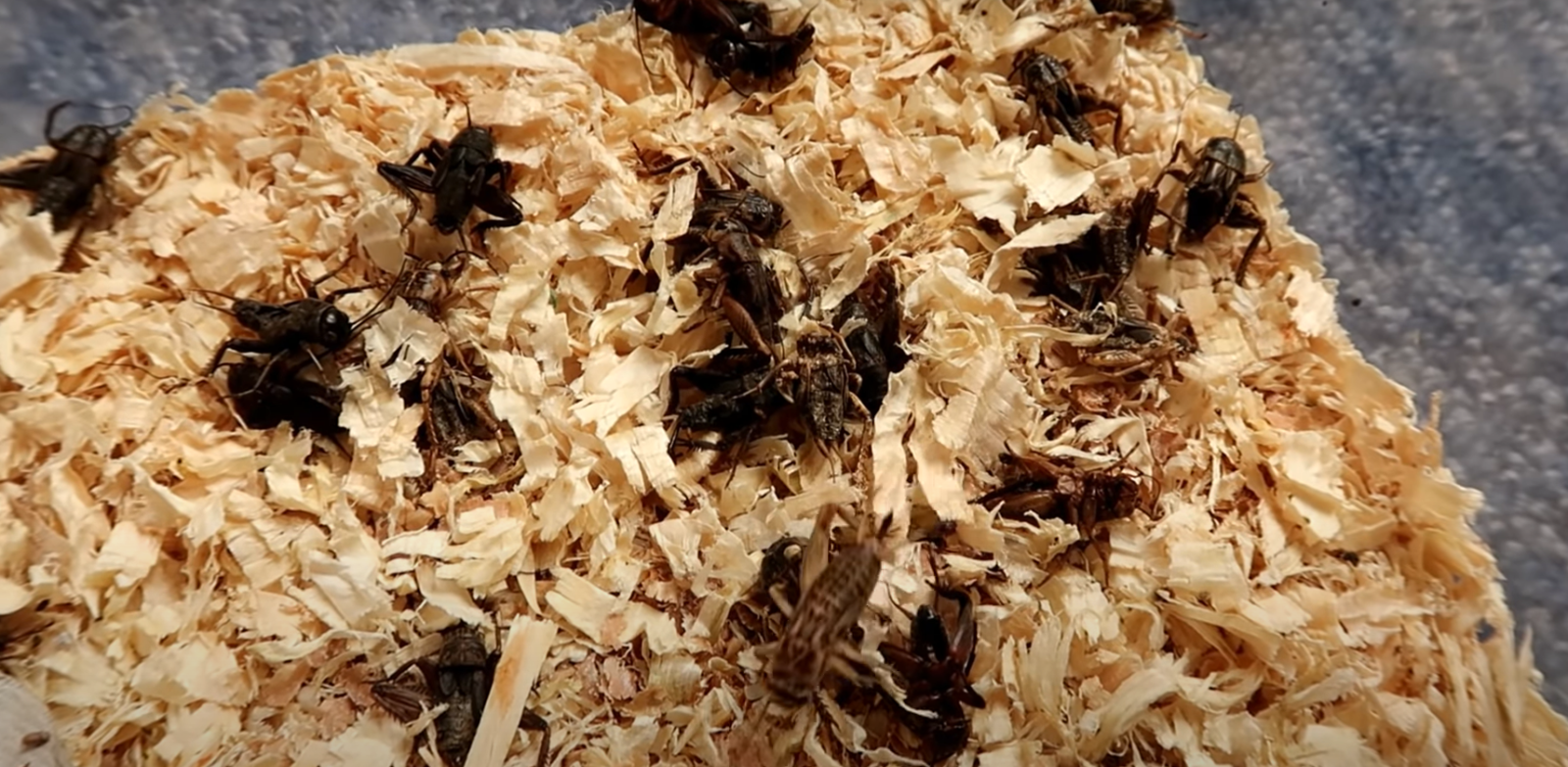 Top 5 Best Food for Leopard Gecko [April 2023 Review] ReptileProfy