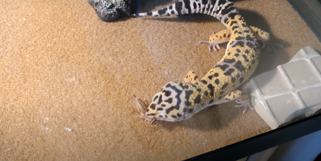 Can Leopard Geckos eat fruit and vegetables?