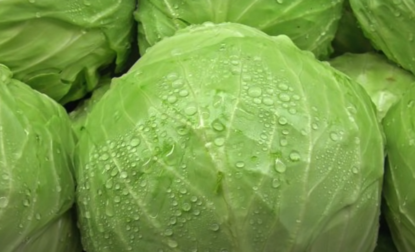 Top 5 Best Greens for Bearded Dragons [March 2023 Review] ReptileProfy