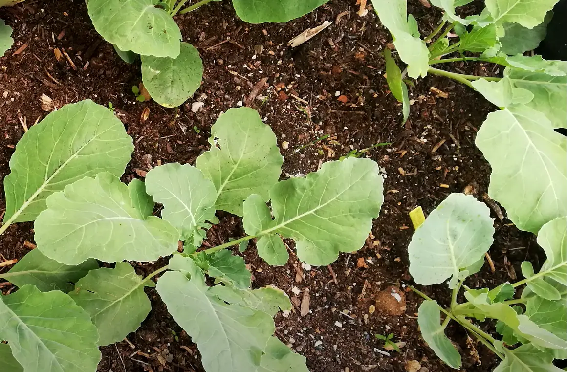 Top 5 Best Greens for Bearded Dragons [March 2023 Review] ReptileProfy