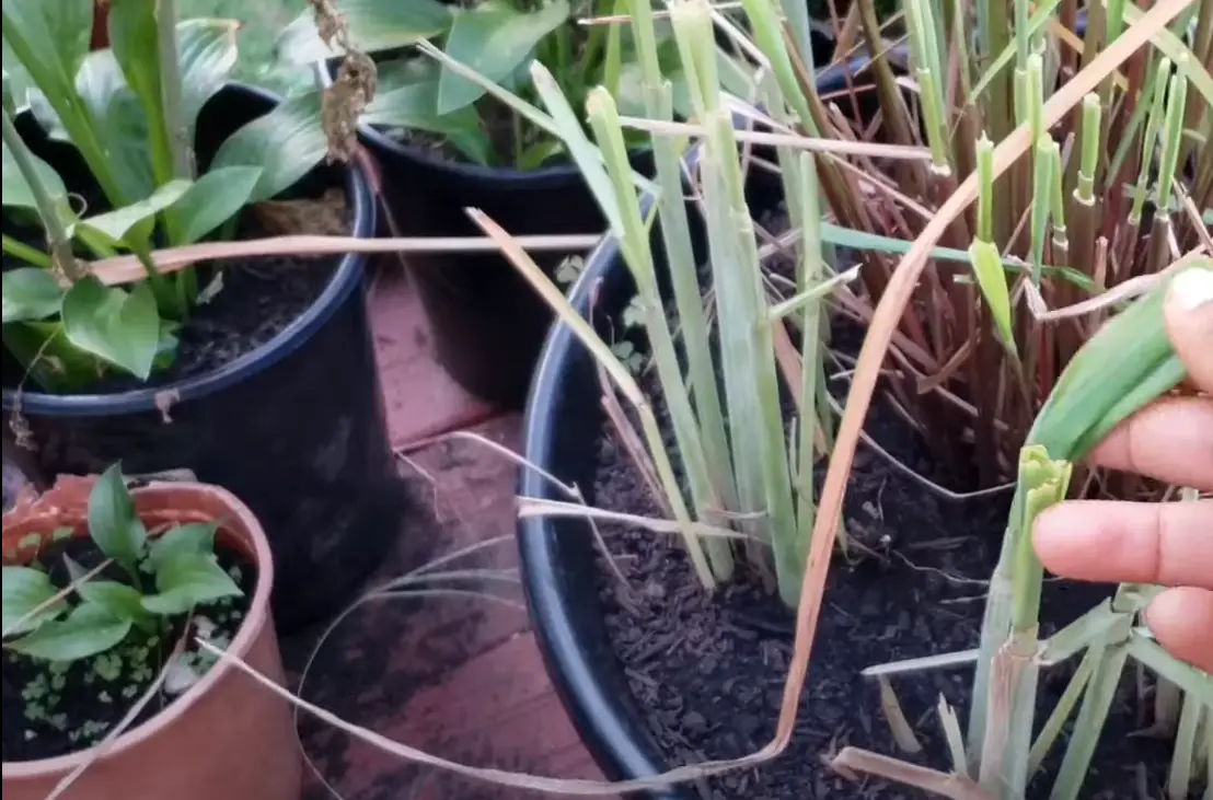 Top 5 Best Greens for Bearded Dragons [March 2023 Review] ReptileProfy