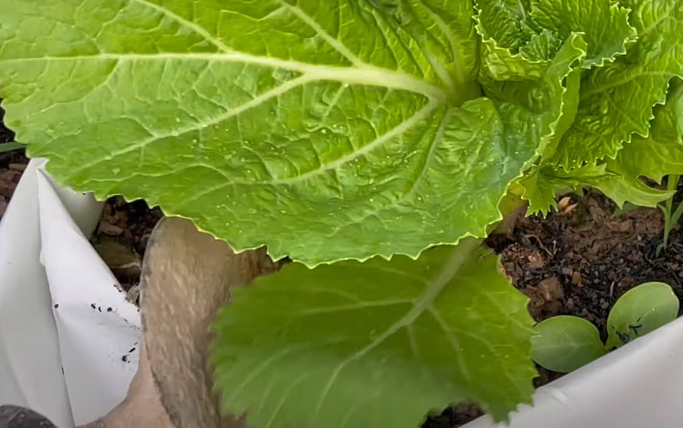 Top 5 Best Greens for Bearded Dragons [March 2023 Review] ReptileProfy