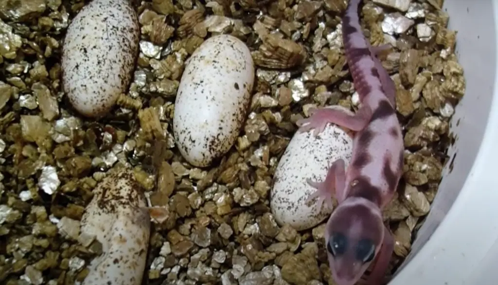 What is an Incubator for Leopard Gecko Eggs?