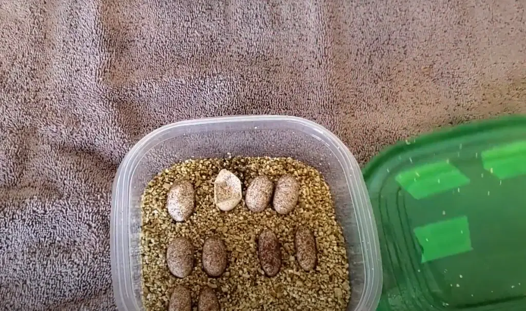 How To Incubate Leopard Gecko Eggs Without An Incubator?