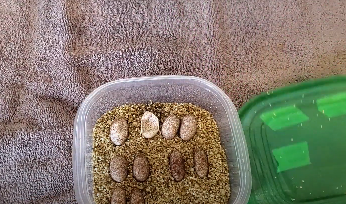 Top 5 Best Incubators for Leopard Gecko Eggs [September 2024 Review ReptileProfy