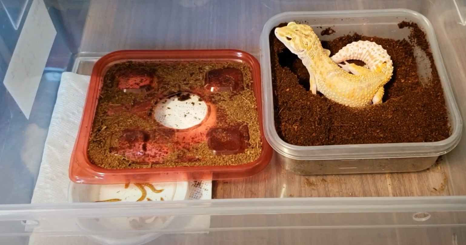 Top 5 Best Incubators for Leopard Gecko Eggs [September 2024 Review