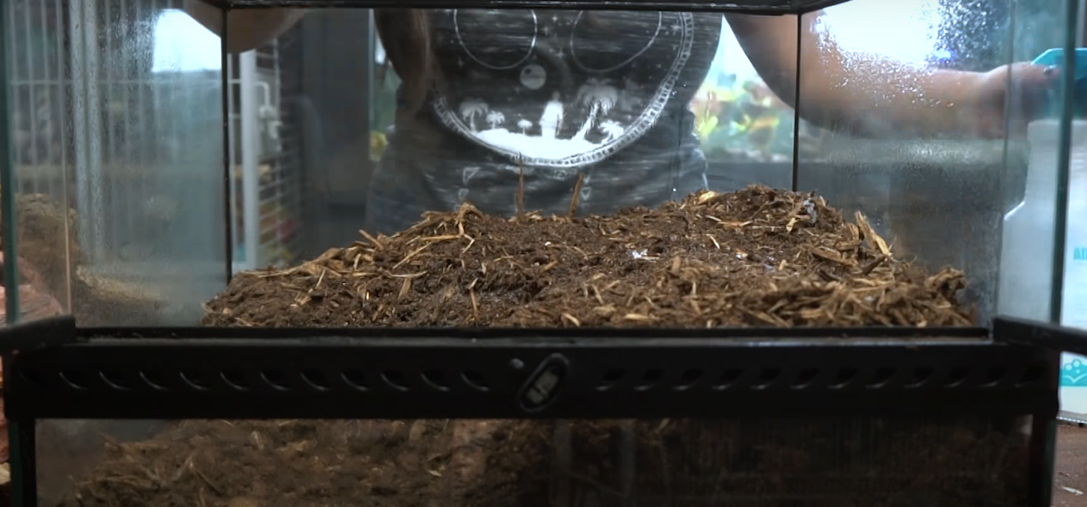 Top 5 Best Leopard Gecko Terrariums [June 2024 Review] ReptileProfy