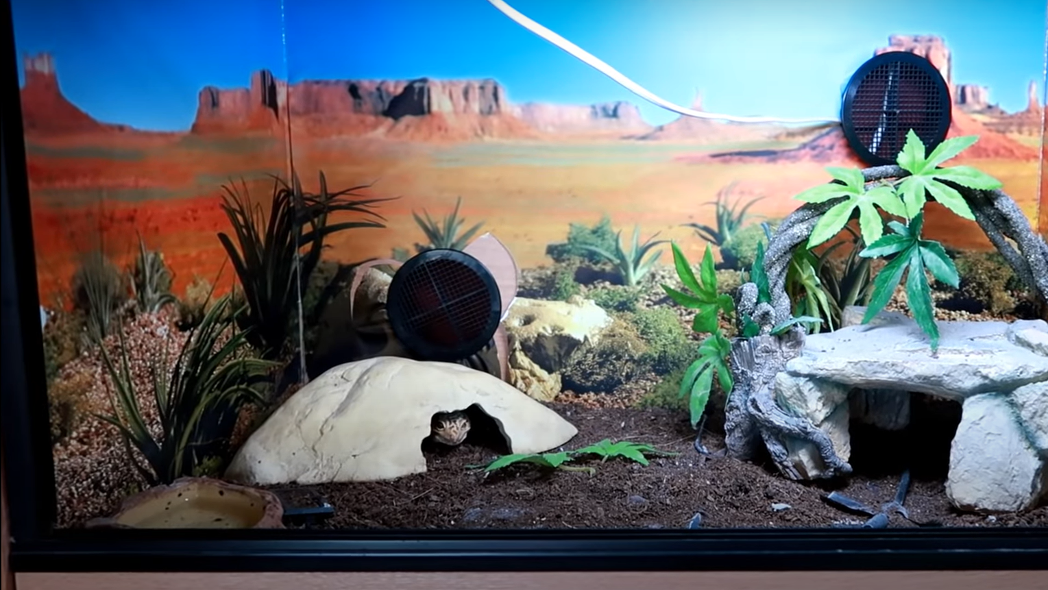 Top 5 Best Leopard Gecko Terrariums [June 2024 Review] ReptileProfy