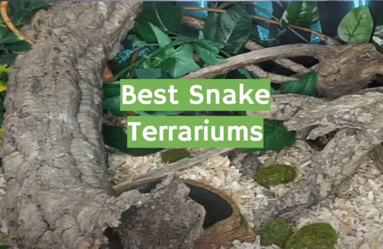 Top 5 Best Snake Terrariums [2021 Review] ReptileProfy