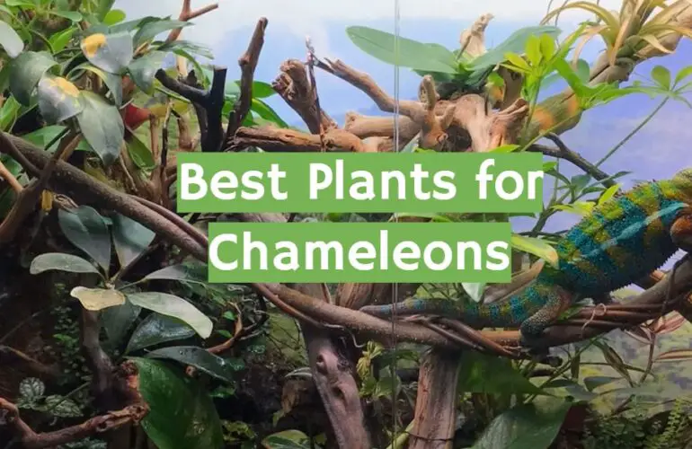 Top 5 Best Plants for Chameleons [2021 Review] ReptileProfy