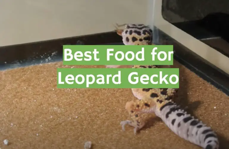 download food for leopard geckos