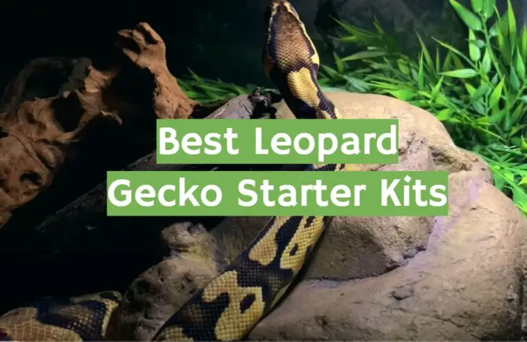 Top 5 Best Leopard Gecko Starter Kits [2021 Review] ReptileProfy