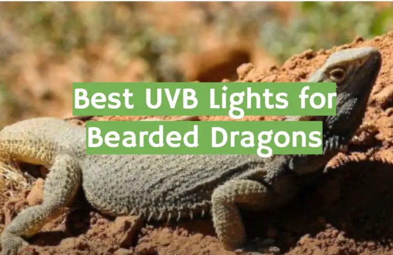 Top 5 Best UVB Lights for Bearded Dragons [2021 Review] ReptileProfy