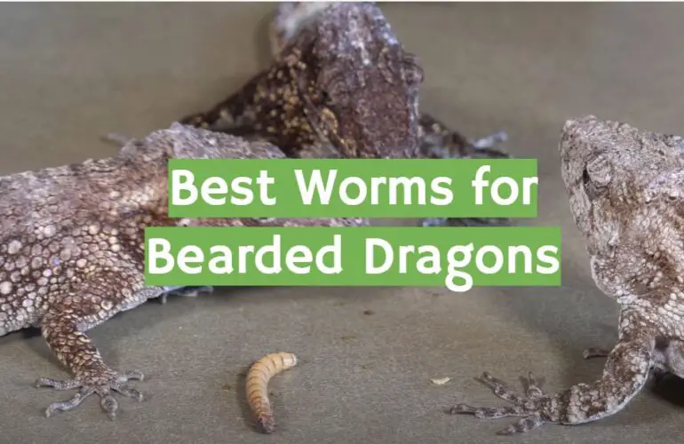 Top 5 Best Worms for Bearded Dragons [2021 Review] ReptileProfy