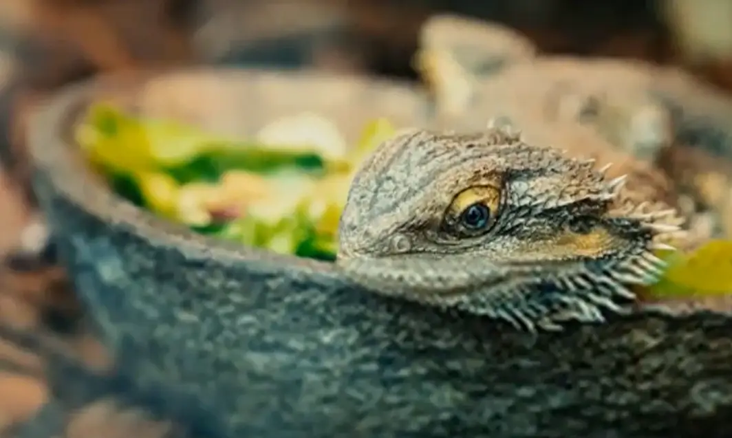 Top 5 Best Basking Bulbs for Bearded Dragons [September 2024 Review