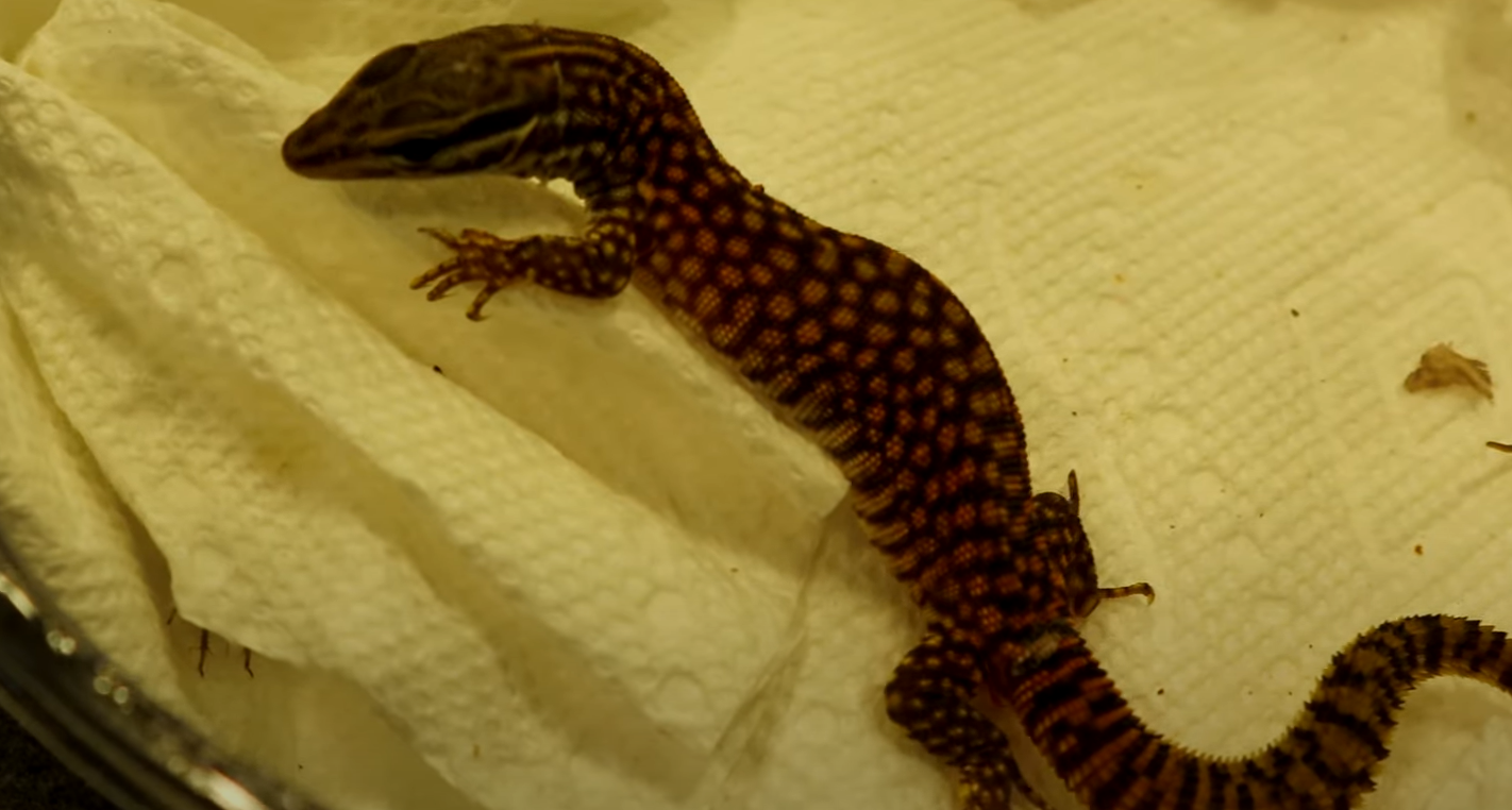 Top 5 Best Bedding Substrates for Bearded Dragons [February 2023 Review