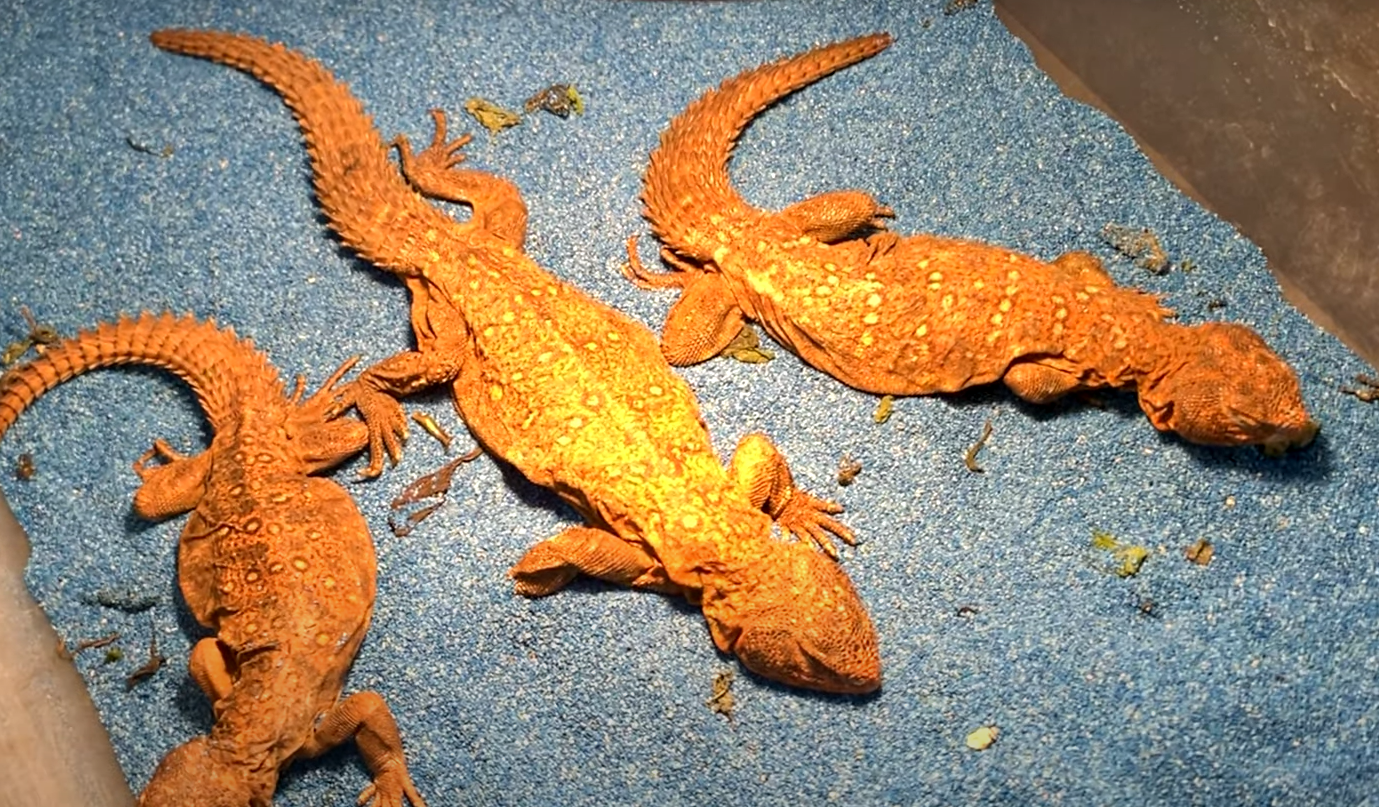 Top 5 Best Bedding Substrates for Bearded Dragons [February 2023 Review] ReptileProfy