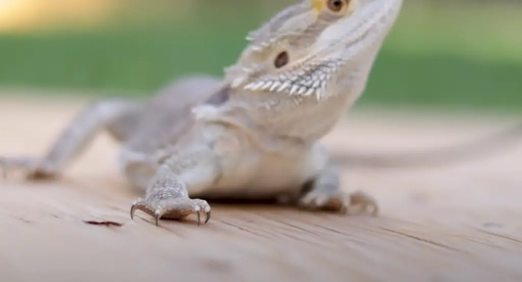 What Kind of Flooring Should Bearded Dragons Have?