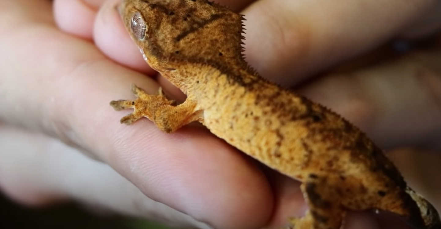 Top 5 Best Bedding Substrates for Crested Geckos [May 2024 Review