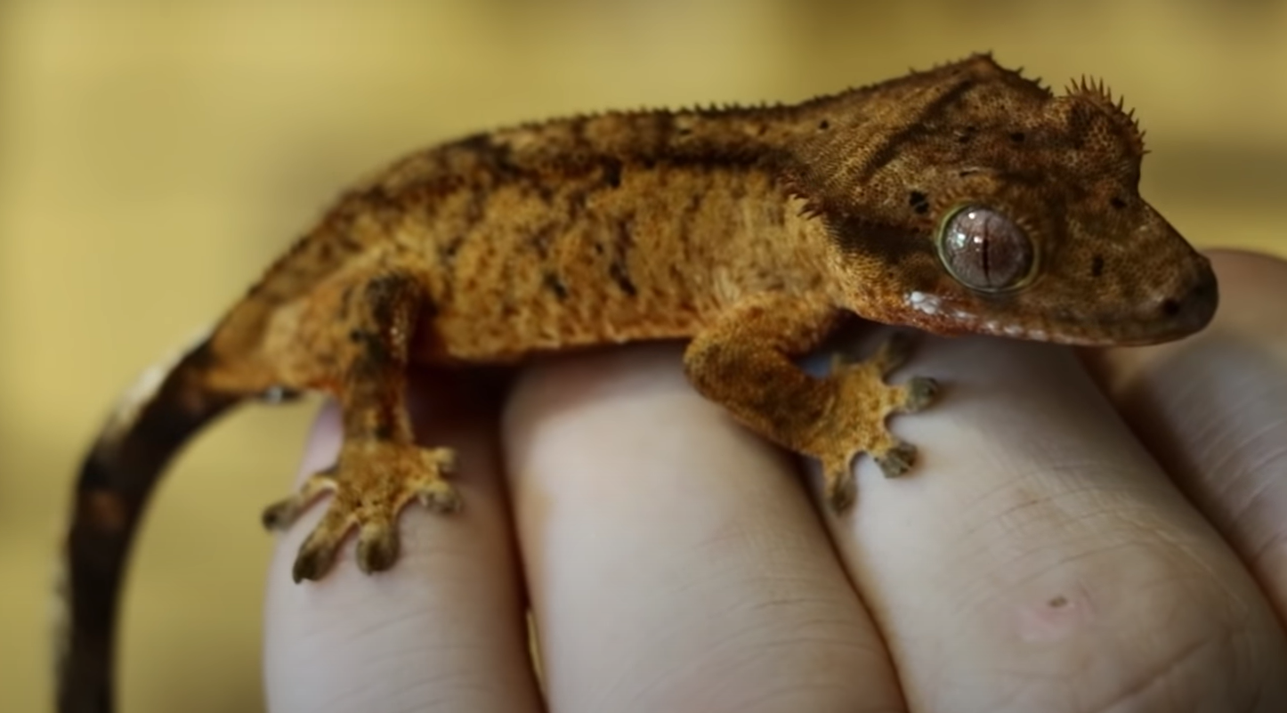 Top 5 Best Bedding Substrates for Crested Geckos [May 2024 Review