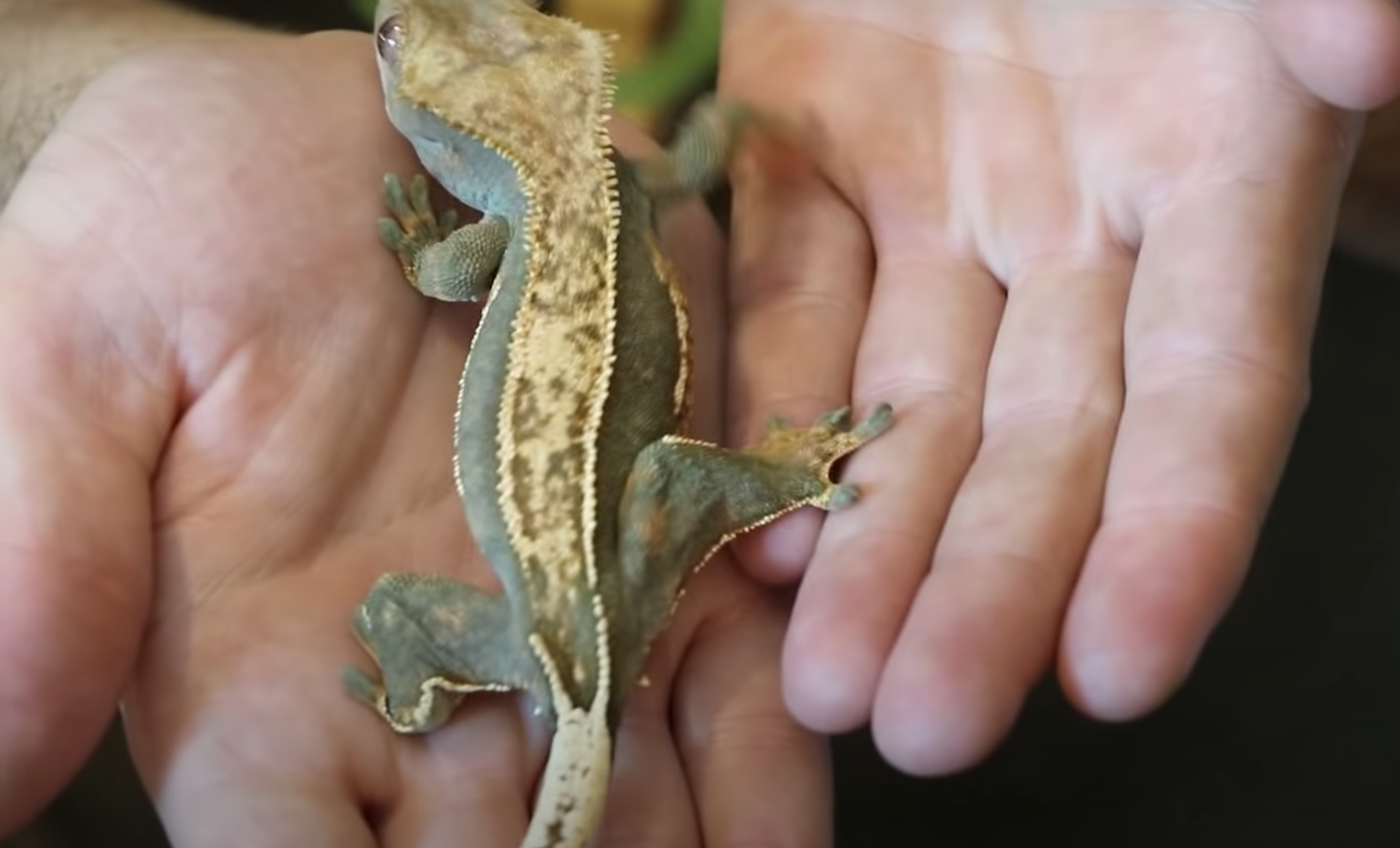 Top 5 Best Bedding Substrates for Crested Geckos [May 2024 Review] ReptileProfy