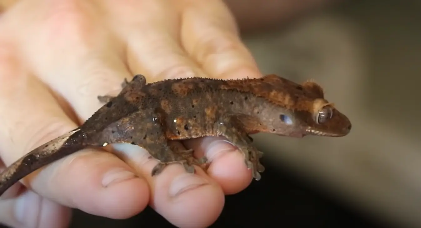 Top 5 Best Bedding Substrates for Crested Geckos [May 2024 Review