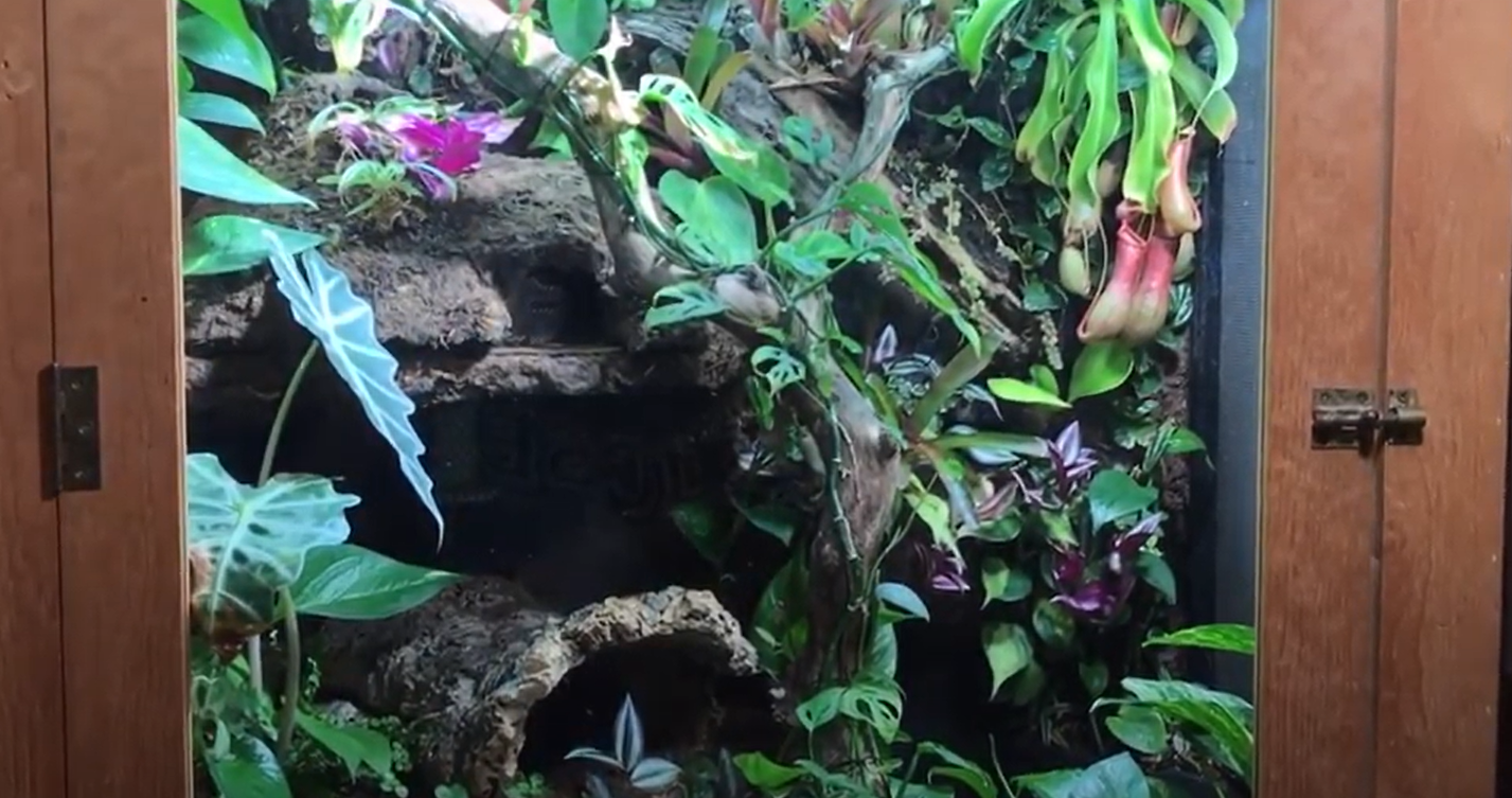 Top 5 Best Plants for Ball Python [May 2024 Review] ReptileProfy