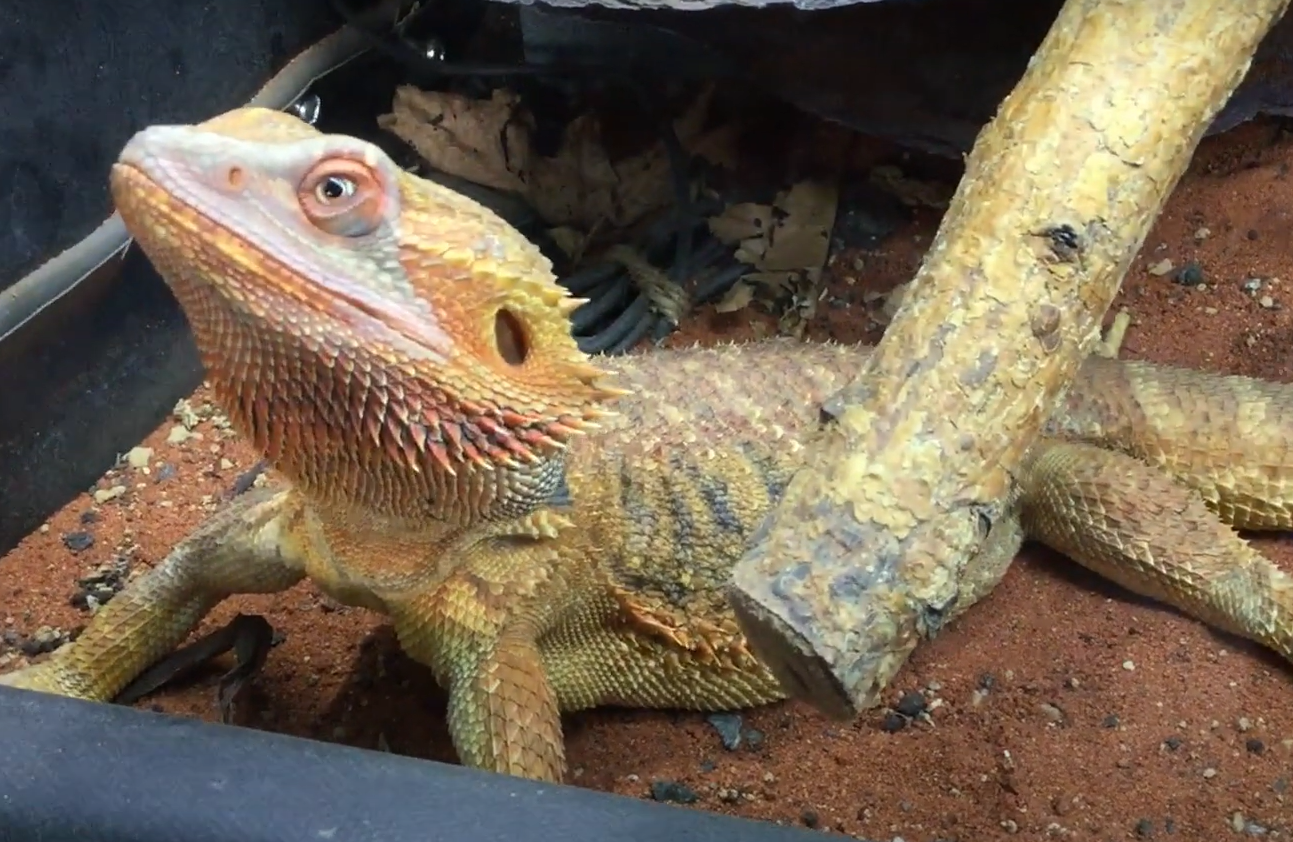 Top 5 Best Sands for Bearded Dragons [June 2024 Review] ReptileProfy