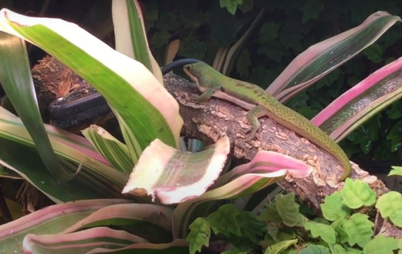 Top 5 Best Sands for Bearded Dragons [June 2024 Review] ReptileProfy