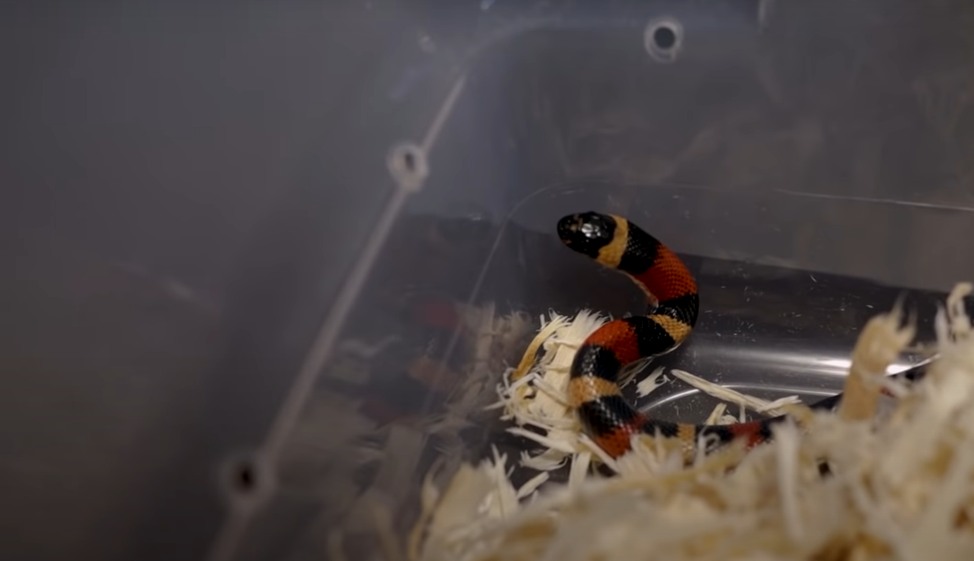 Top 5 Best Snake Racks [May 2024 Review] ReptileProfy