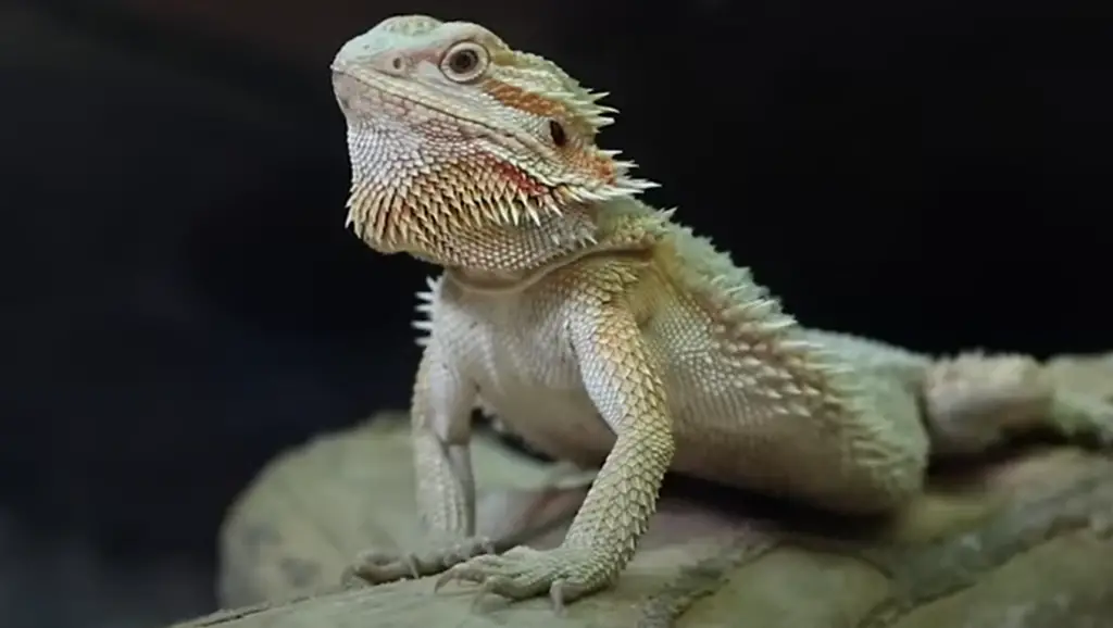 What to Look for in a Bearded Dragon Tank