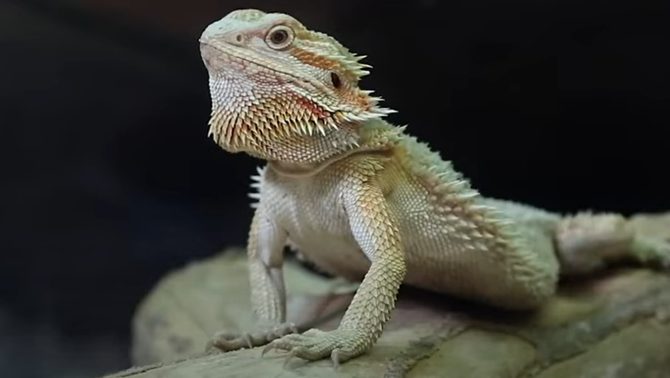 Top 5 Best Tanks for Bearded Dragons [September 2023 Review] ReptileProfy