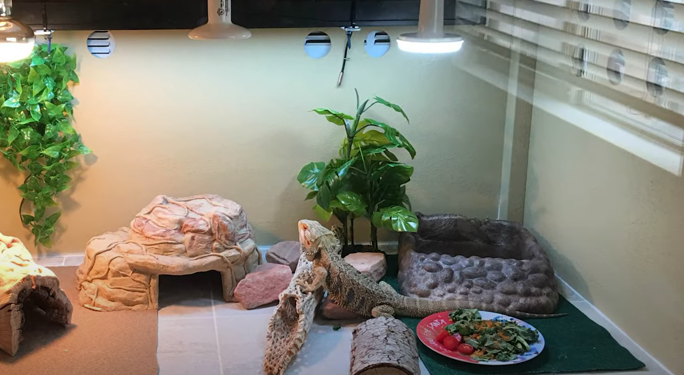 Top 5 Best Tanks for Bearded Dragons [September 2023 Review] ReptileProfy