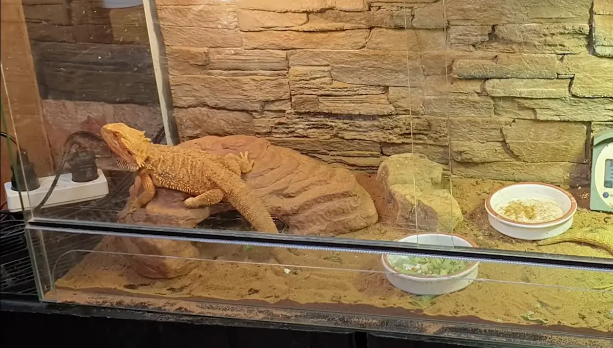 Top 5 Best Tanks for Bearded Dragons [September 2023 Review] ReptileProfy