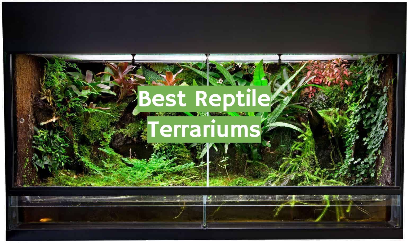 Top 5 Best Reptile Terrariums April 2023 Review Reptileprofy