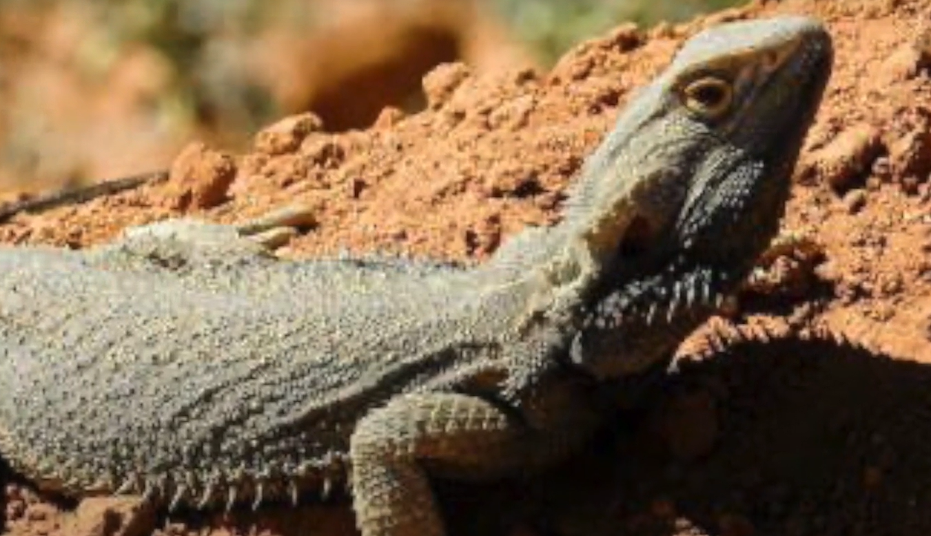 Top 5 Best UVB Lights for Bearded Dragons [August 2024 Review