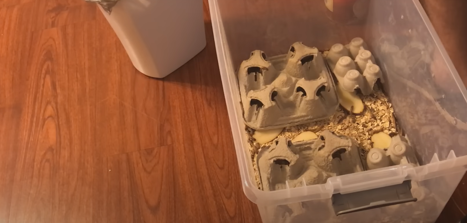 Top 5 Best Worms for Bearded Dragons [August 2024 Review] ReptileProfy